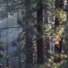 Sunlight through pines, the Natural Hospitality mark